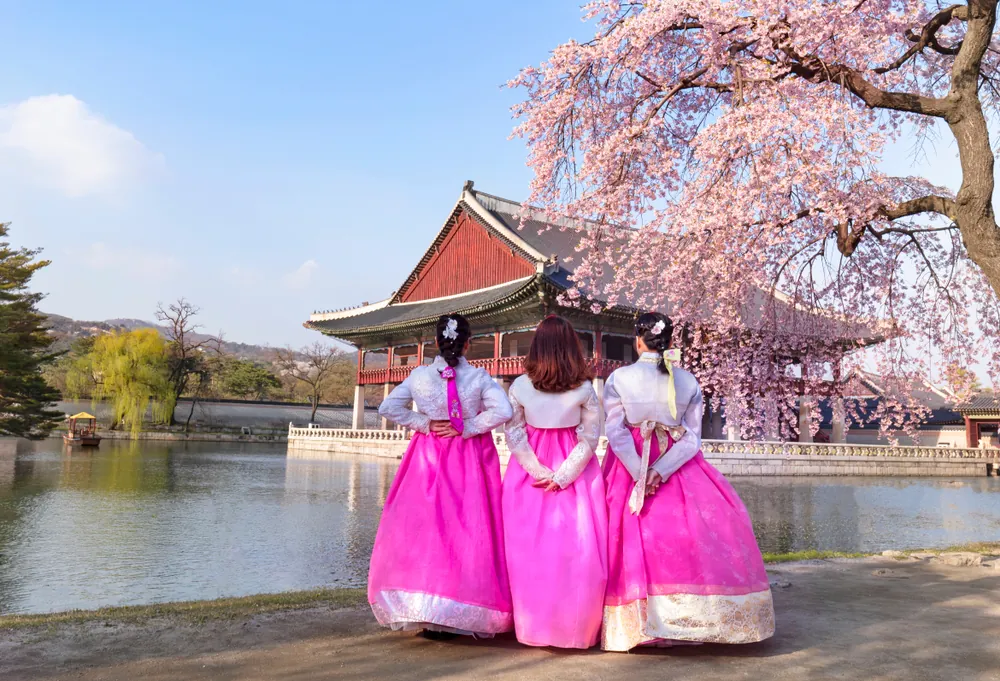 Three women in pink hanbok looking out over a lake to a Korean pavilion under cherry blossom.